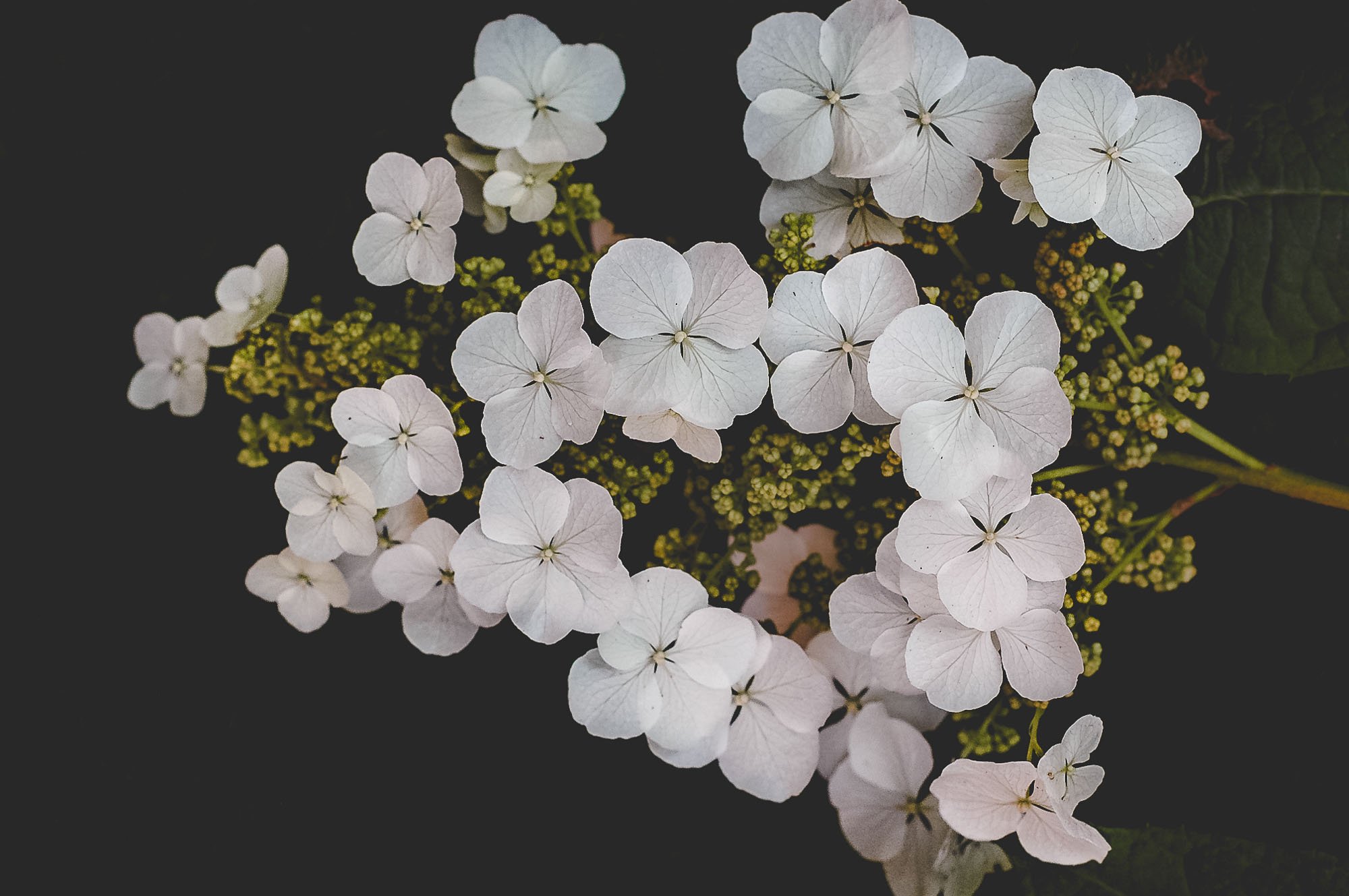 White hydrangea lacecap on dark background